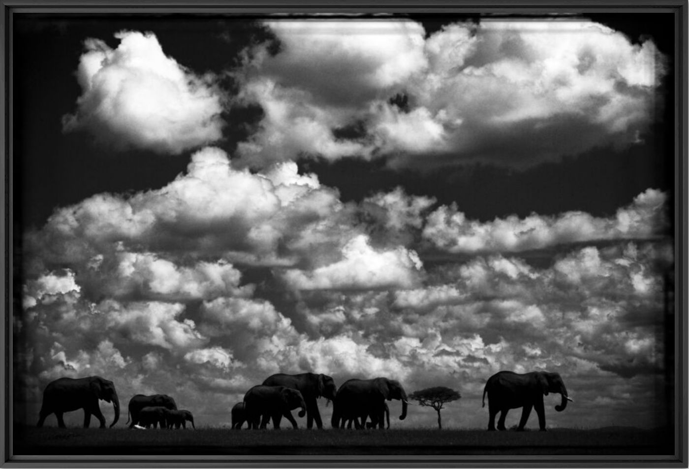 EL&Eacute;PHANTS DANS LES NUAGES - LAURENT BAHEUX - Fotografia
