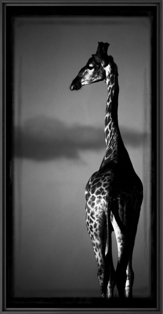 Girafe au dessus des nuages - LAURENT BAHEUX - Photographie