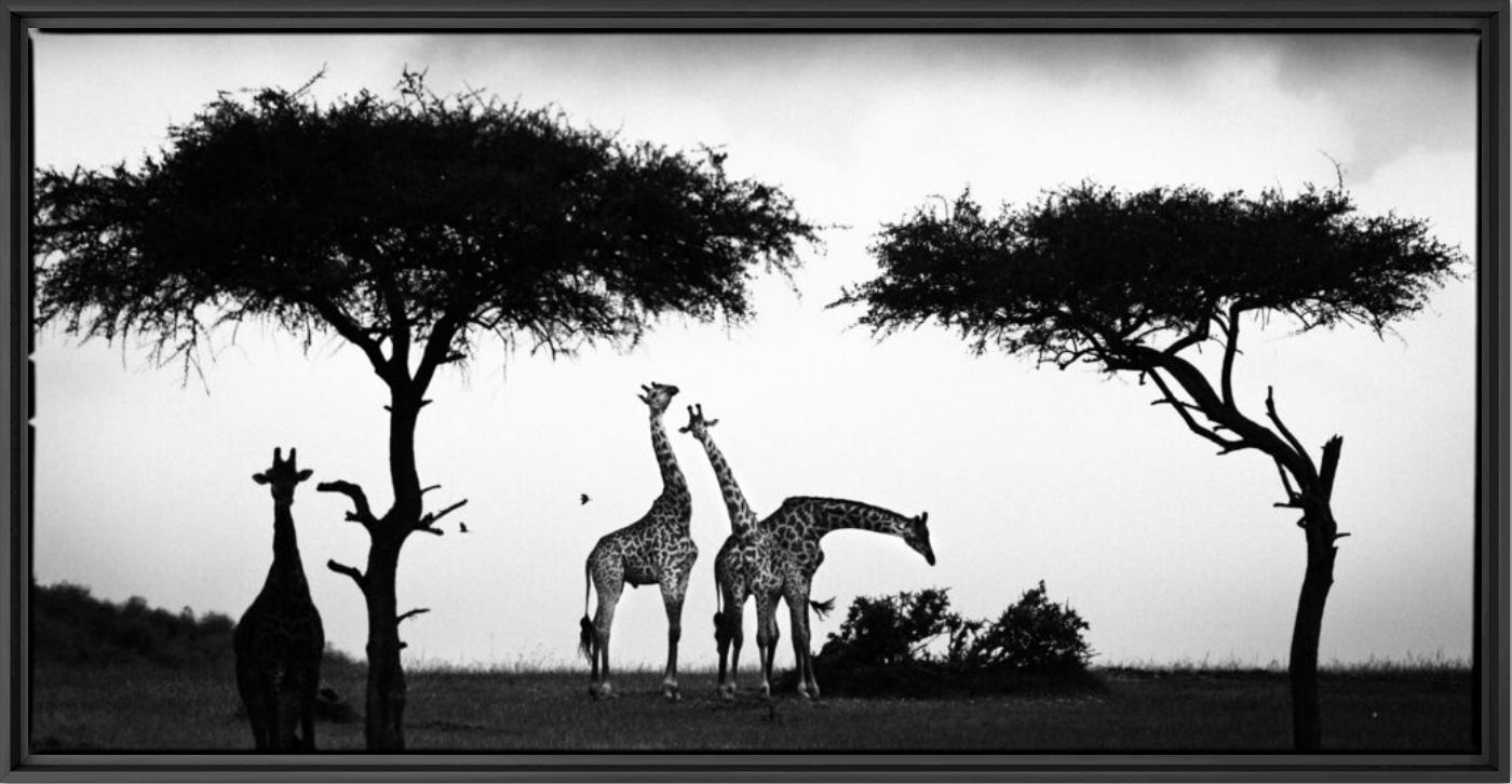 Girafe Between Trees - LAURENT BAHEUX - Photographie