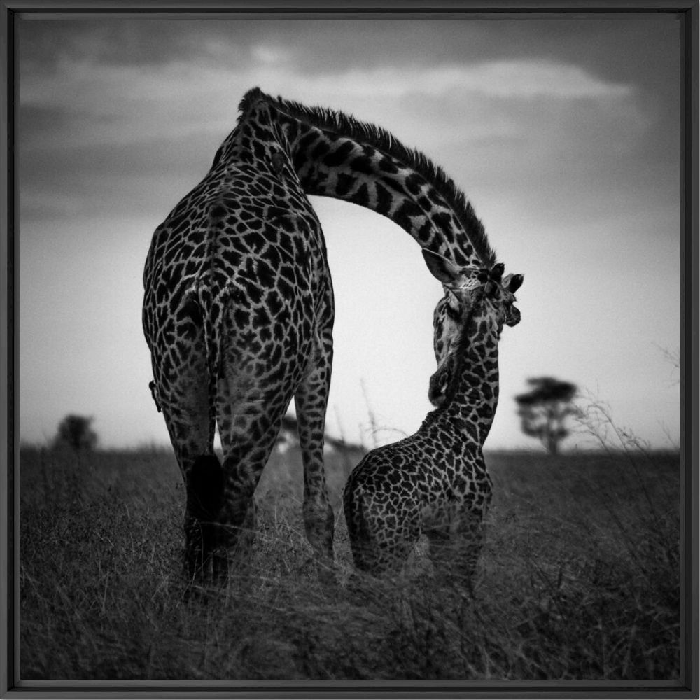 GIRAFON ET SA MERE - LAURENT BAHEUX - Photographie