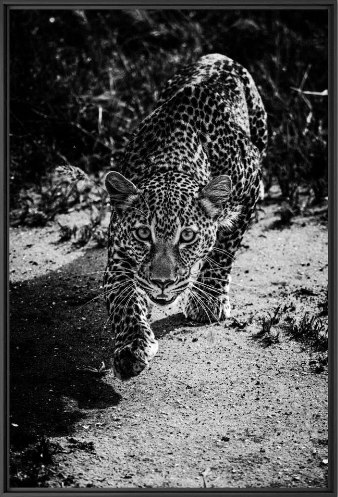HUNTING LEOPARD - LAURENT BAHEUX - Photographie