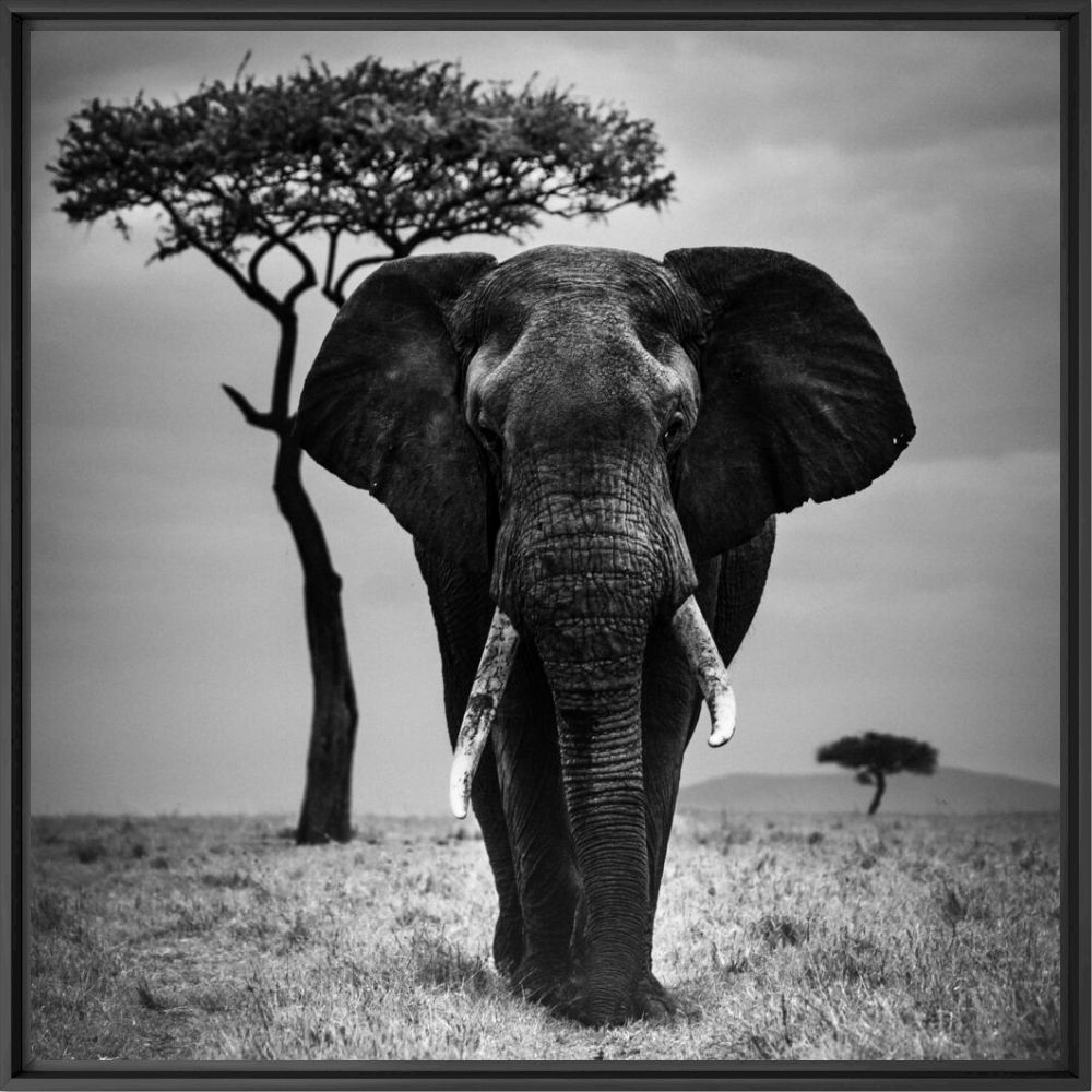 I AM THE GIANT - LAURENT BAHEUX - Fotografie