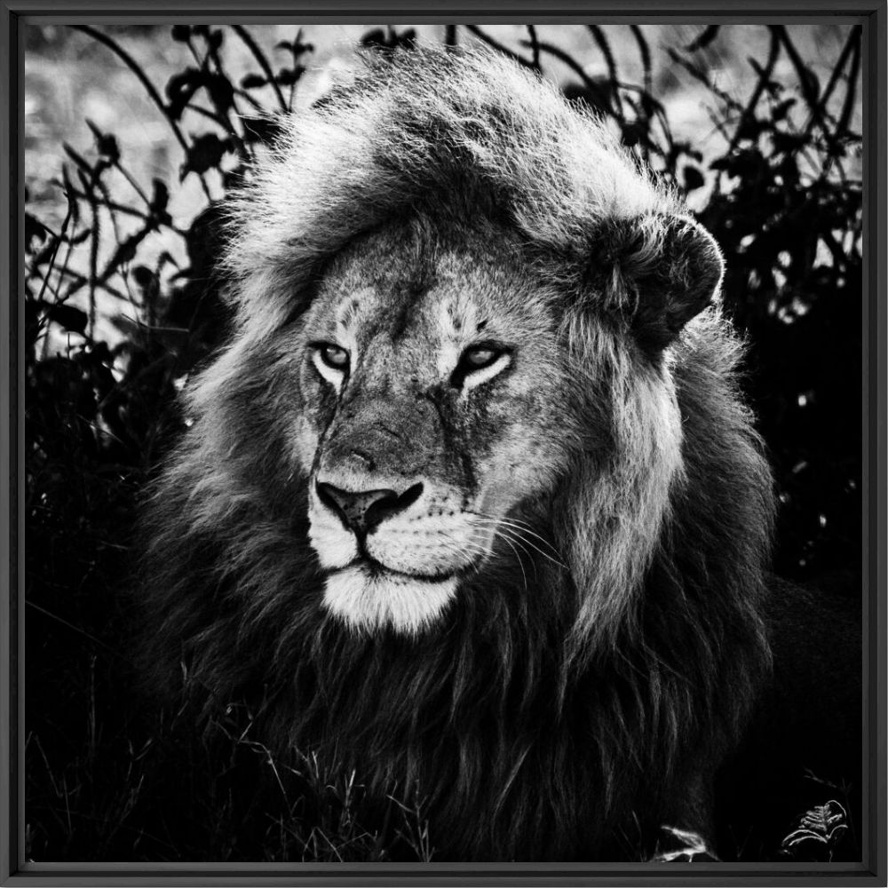 LE ROI SAGE - LAURENT BAHEUX - Fotograf&iacute;a