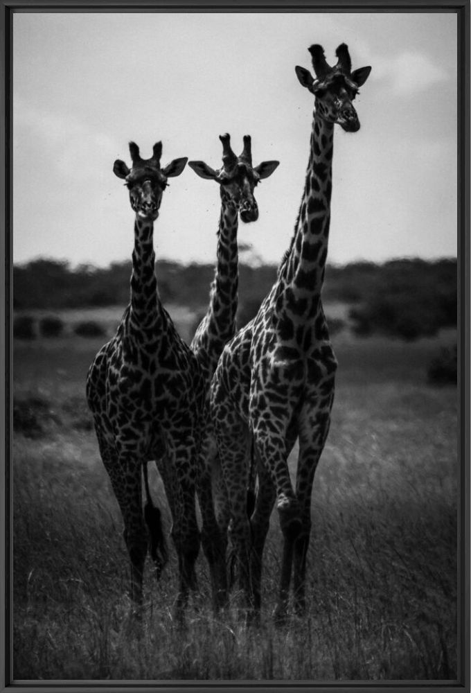 LES TROIS CURIEUSES - LAURENT BAHEUX - Photographie