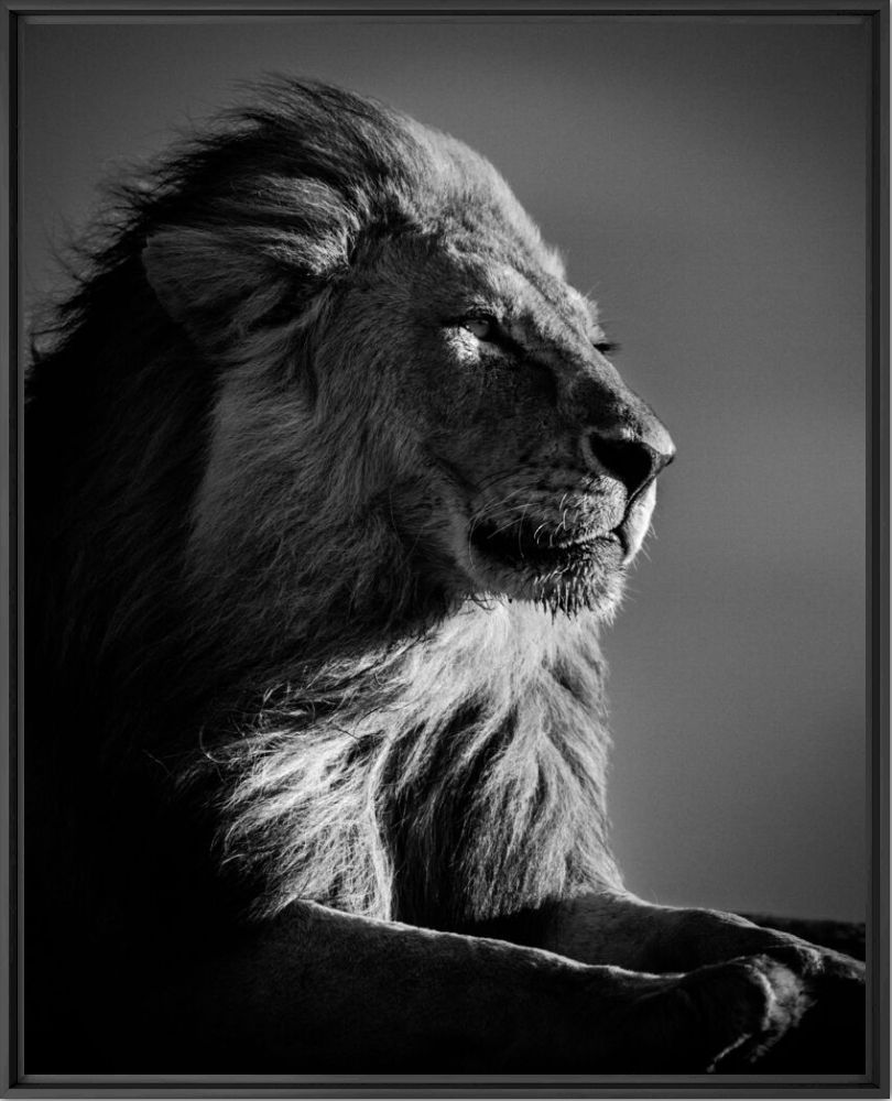 LION IN COMPLIANCE 2 - LAURENT BAHEUX - Fotografie