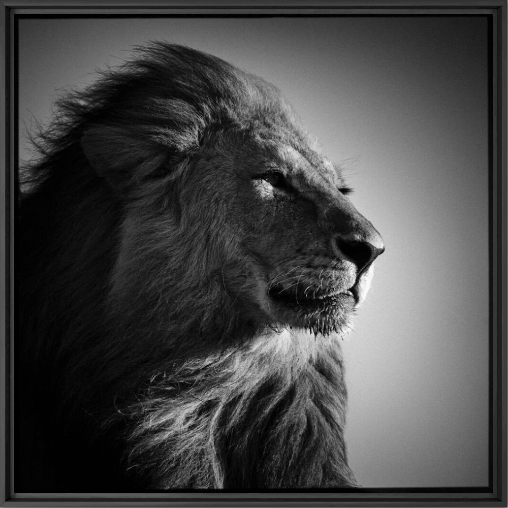 Lion in Compliance - LAURENT BAHEUX - Photographie