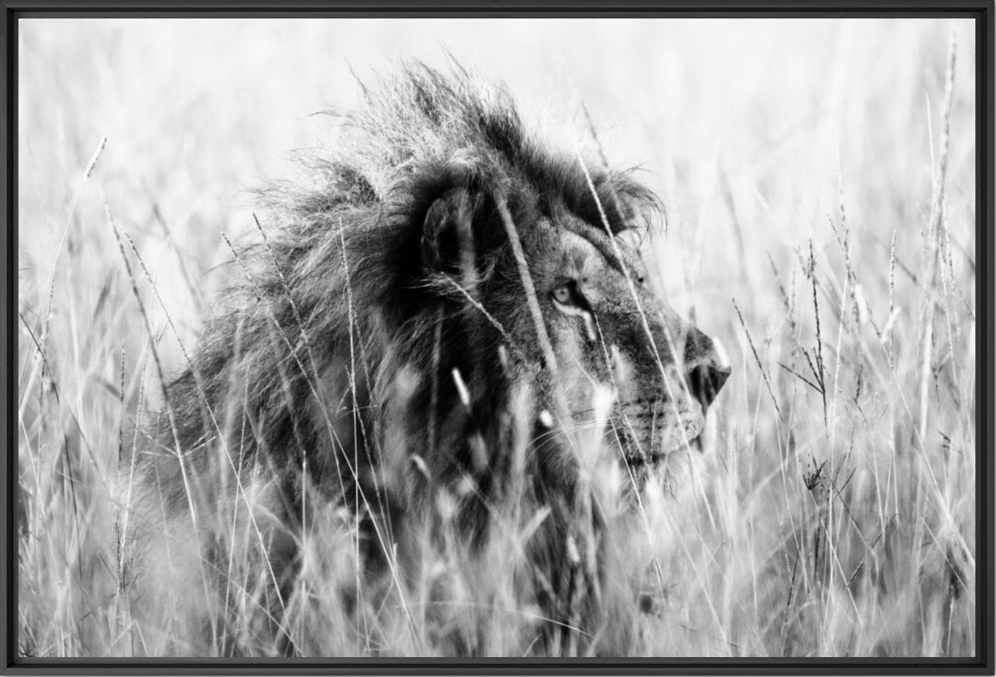 Lion in the grass 3 - LAURENT BAHEUX - Photographie