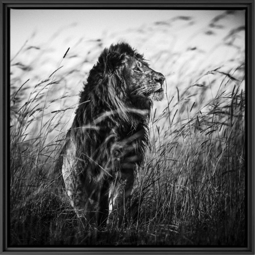 Lion in the Grass I - LAURENT BAHEUX - Photographie