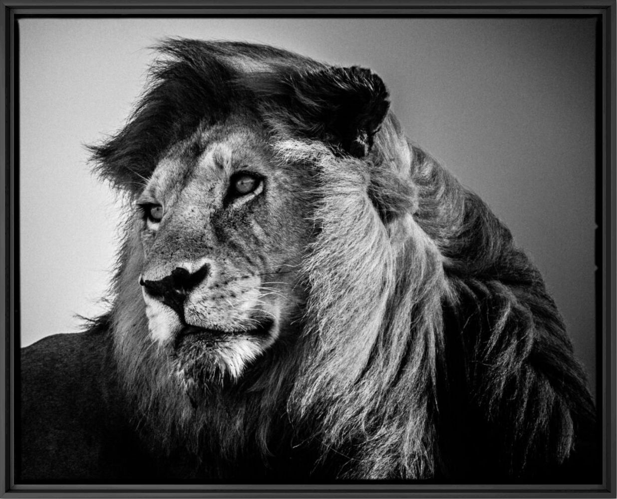 Lion in the Wind 2 - LAURENT BAHEUX - Photographie