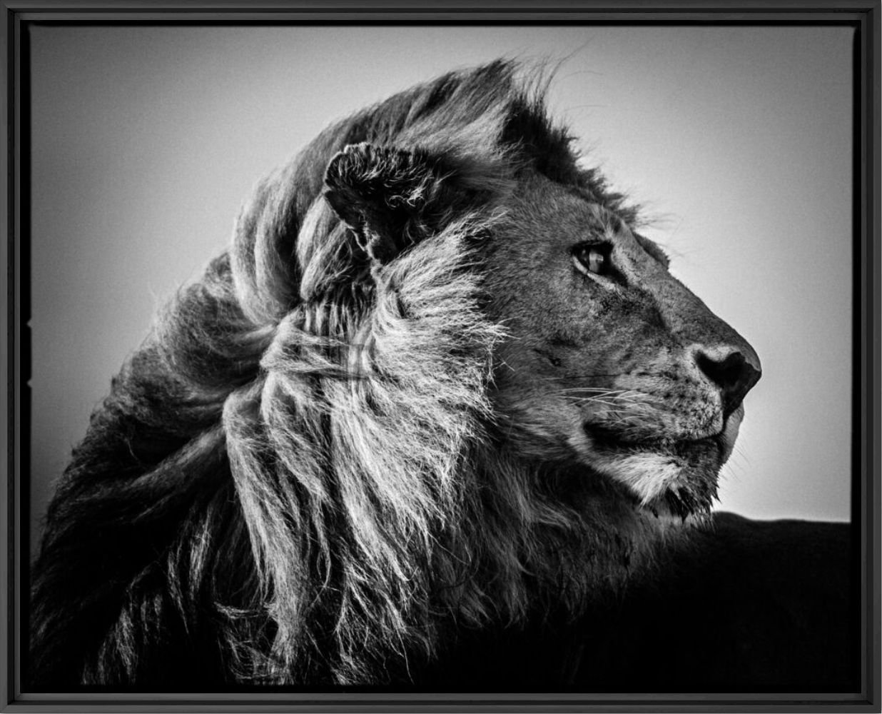 Lion in the Wind 3 - LAURENT BAHEUX - Photographie