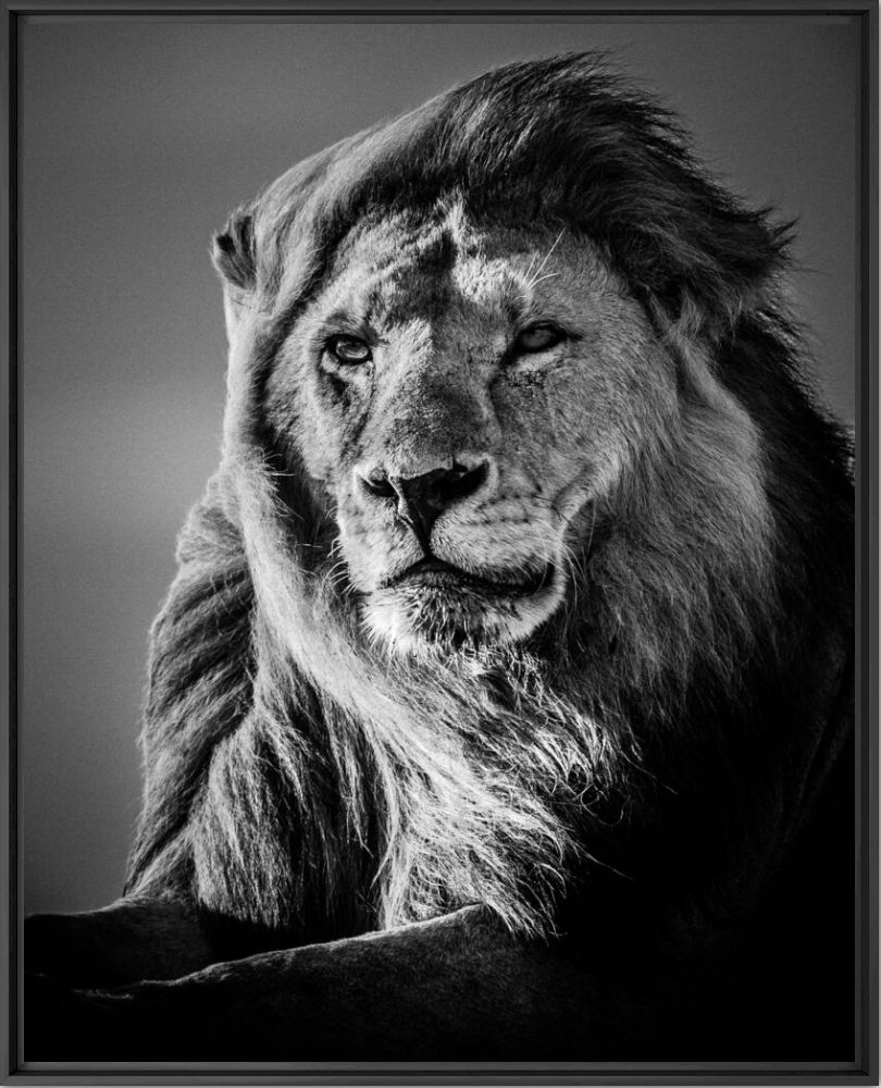 Lion in the Wind V - LAURENT BAHEUX - Photographie