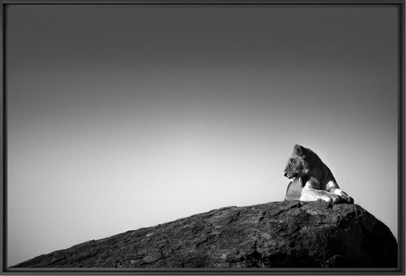 LION SUR UN ROCHER - LAURENT BAHEUX - Photographie