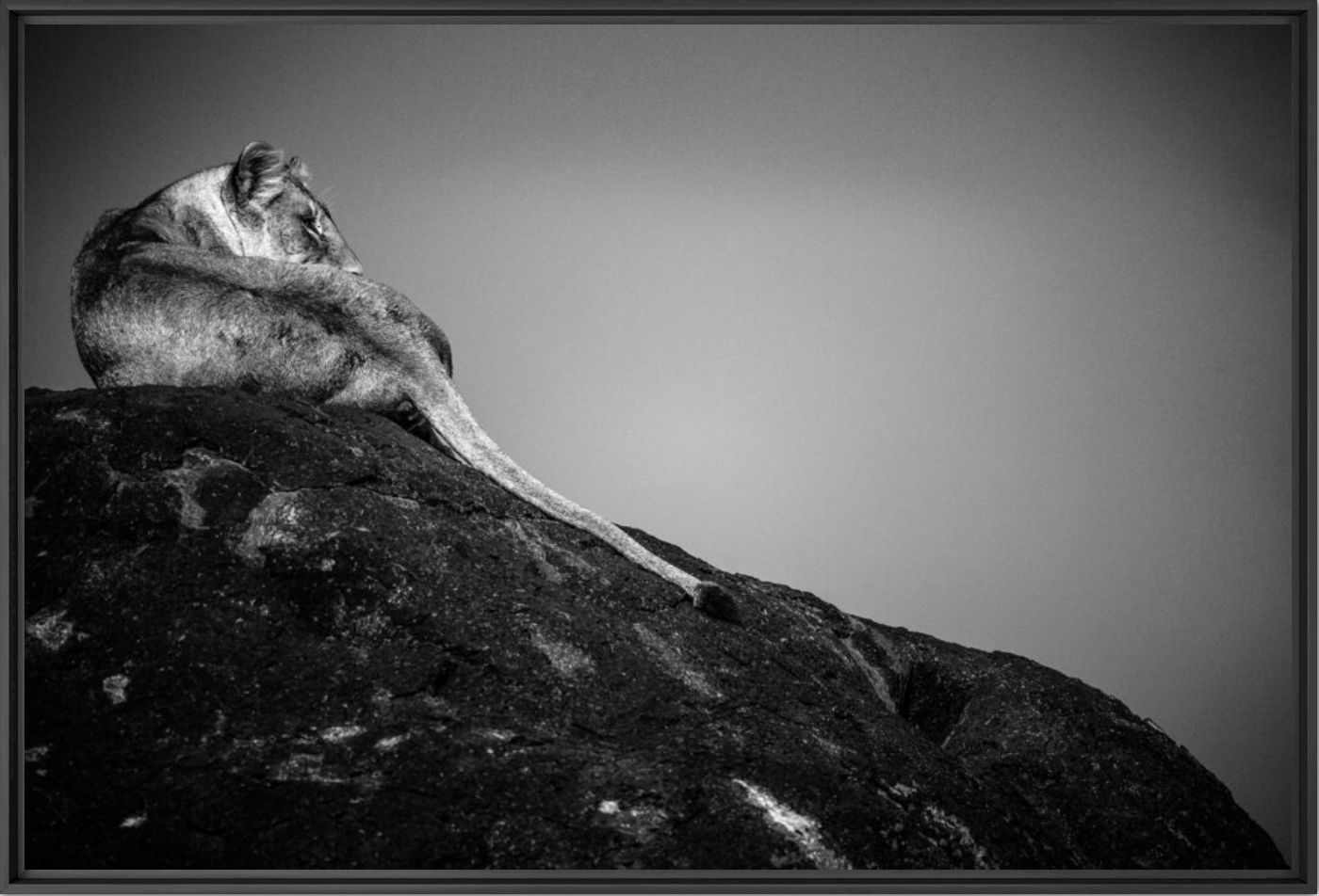 LIONESS ON A ROCK, TANZANIA 2015 - LAURENT BAHEUX - Fotograf&iacute;a