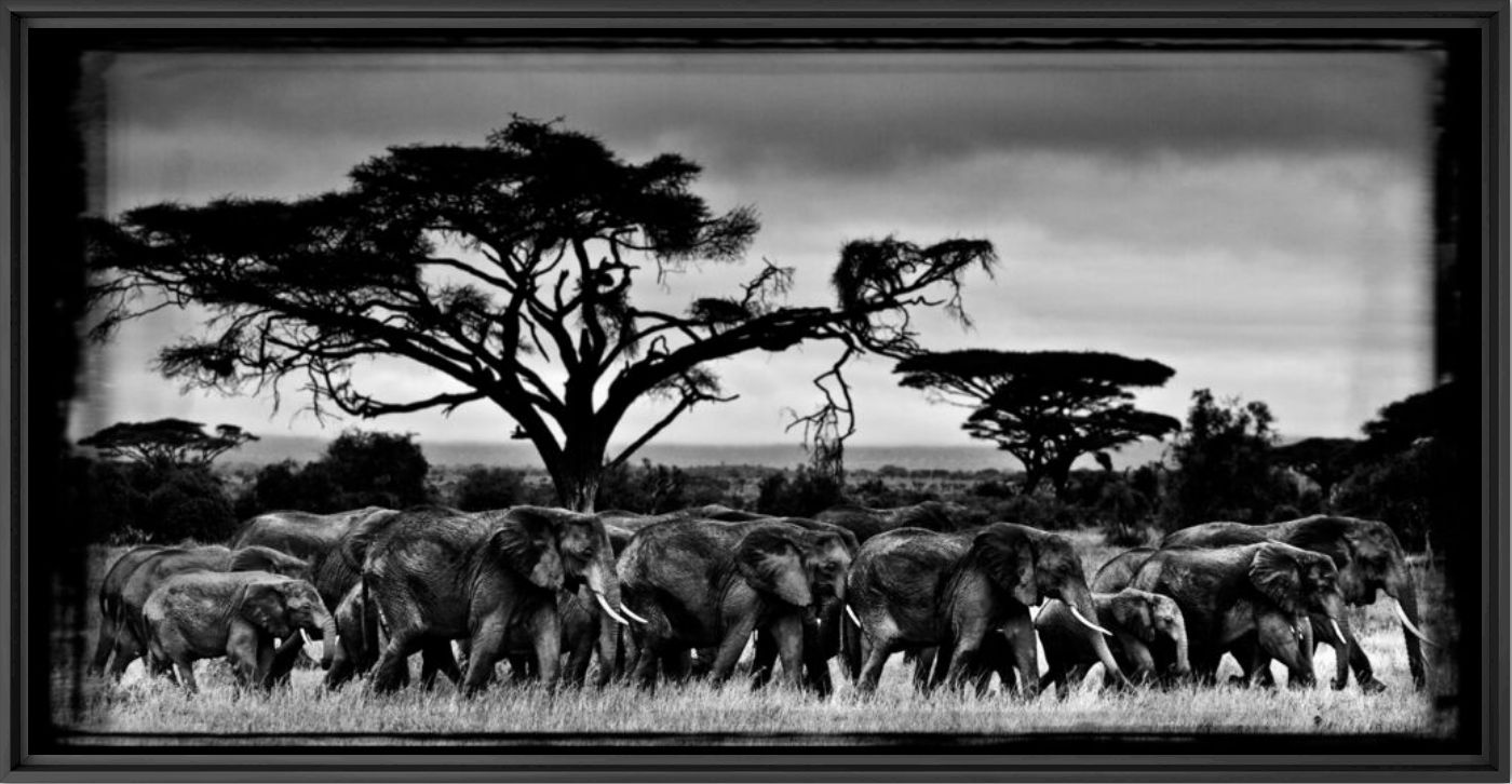 MARCHE DES &Eacute;L&Eacute;PHANTS - LAURENT BAHEUX - Photographie