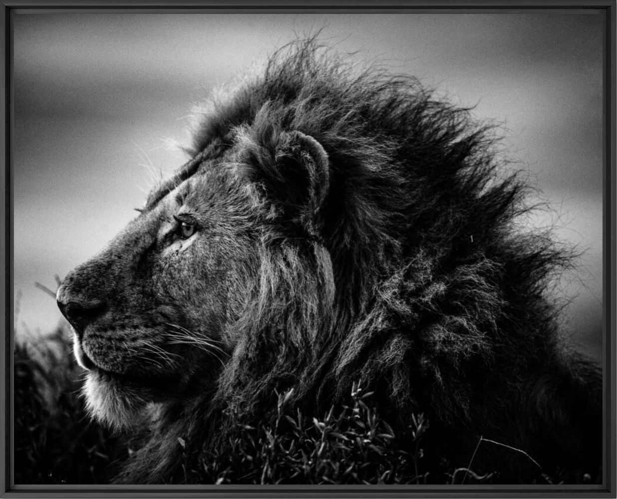 STRONG AND SWEET LION, TANZANIA 2015 - LAURENT BAHEUX - Photographie