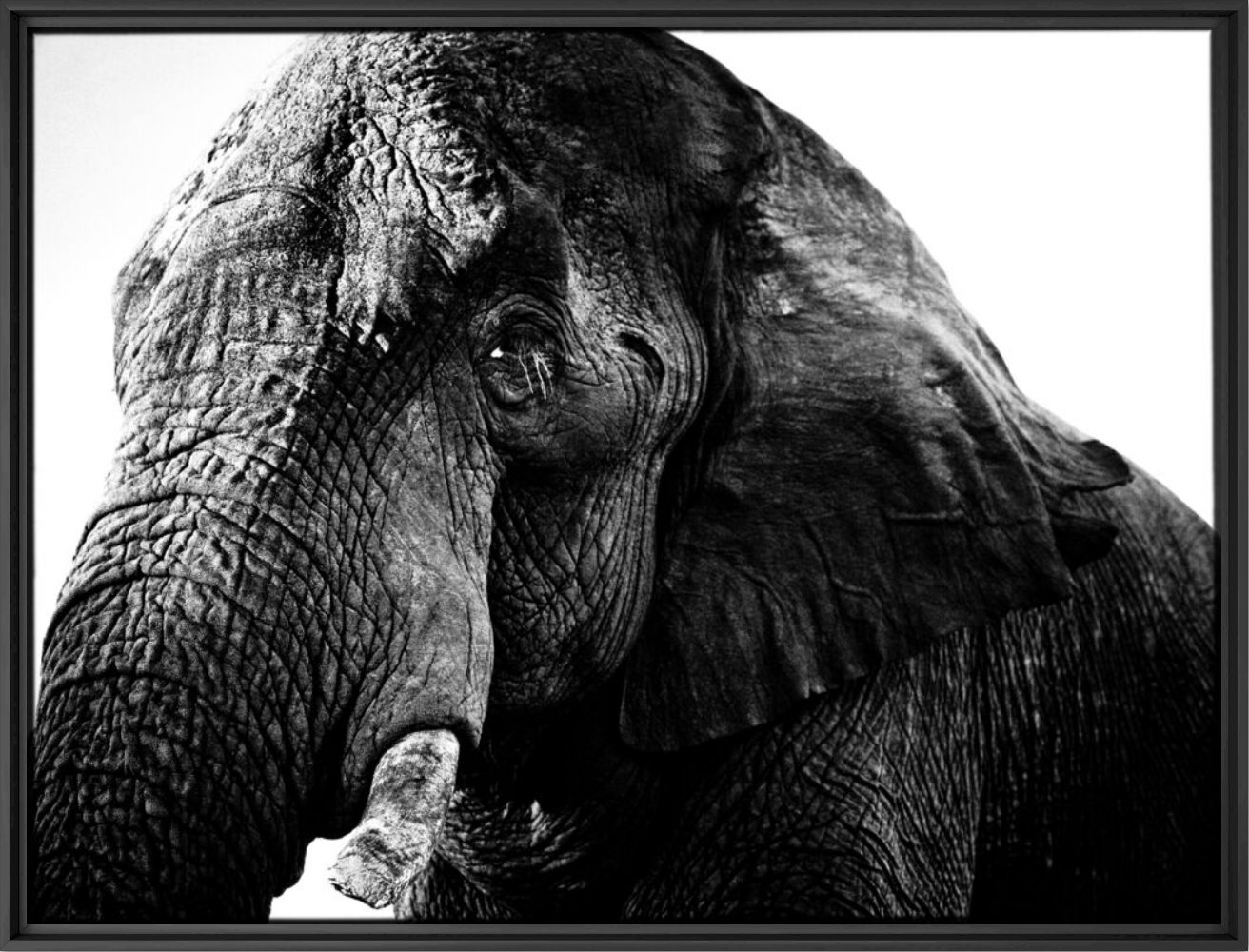 The Old One - LAURENT BAHEUX - Photographie