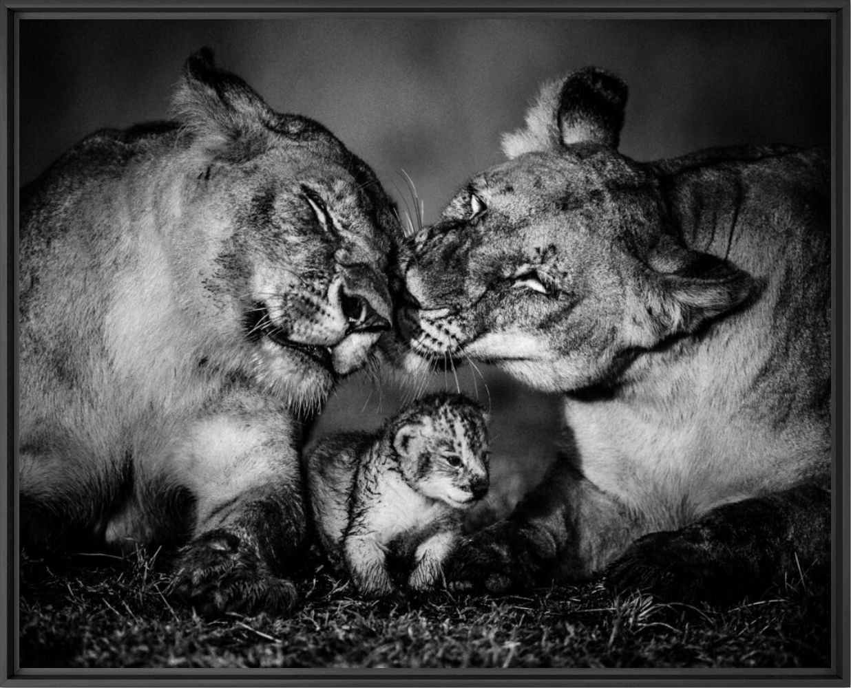 The small one - LAURENT BAHEUX - Photographie
