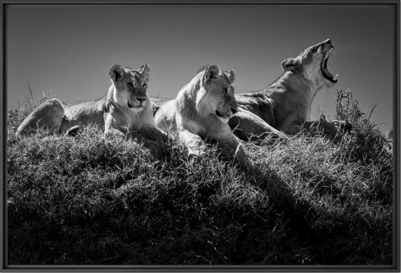 Wake up call - LAURENT BAHEUX - Photographie