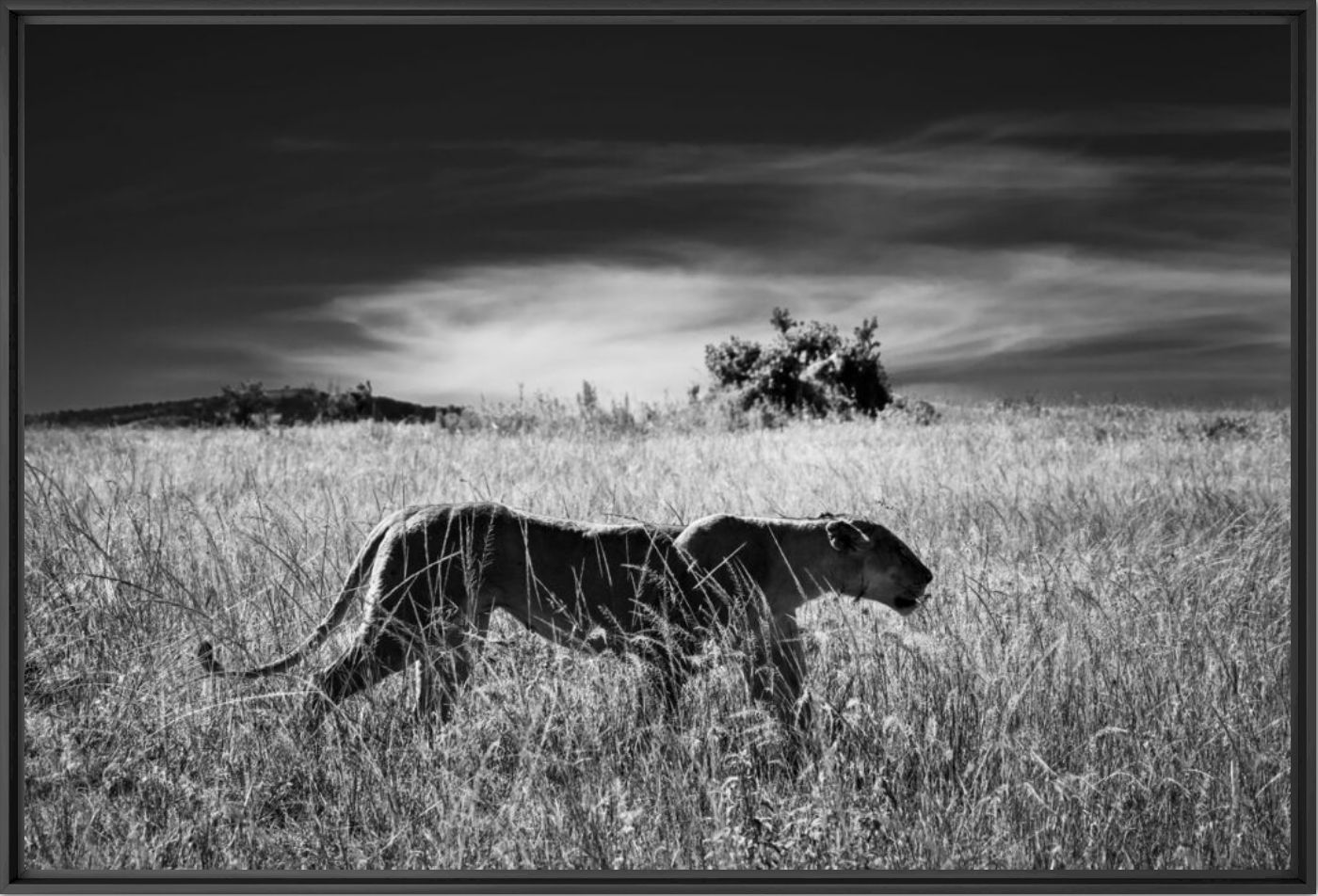 Walking lioness - LAURENT BAHEUX - Photographie