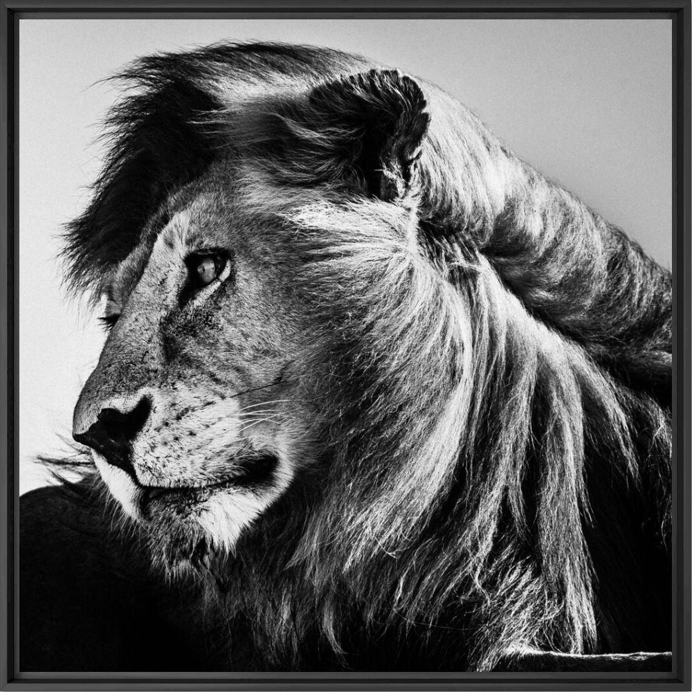 WILD LION PORTRAIT 1 - LAURENT BAHEUX - Photographie