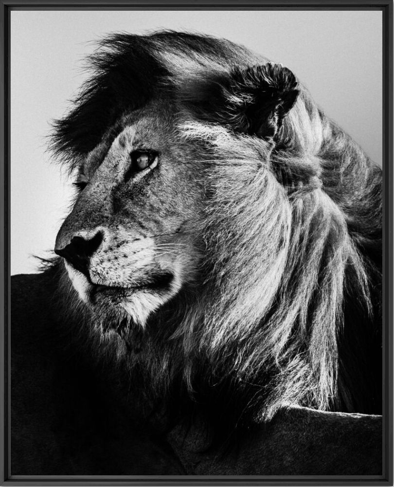WILD LION PORTRAIT 2 - LAURENT BAHEUX - Photographie