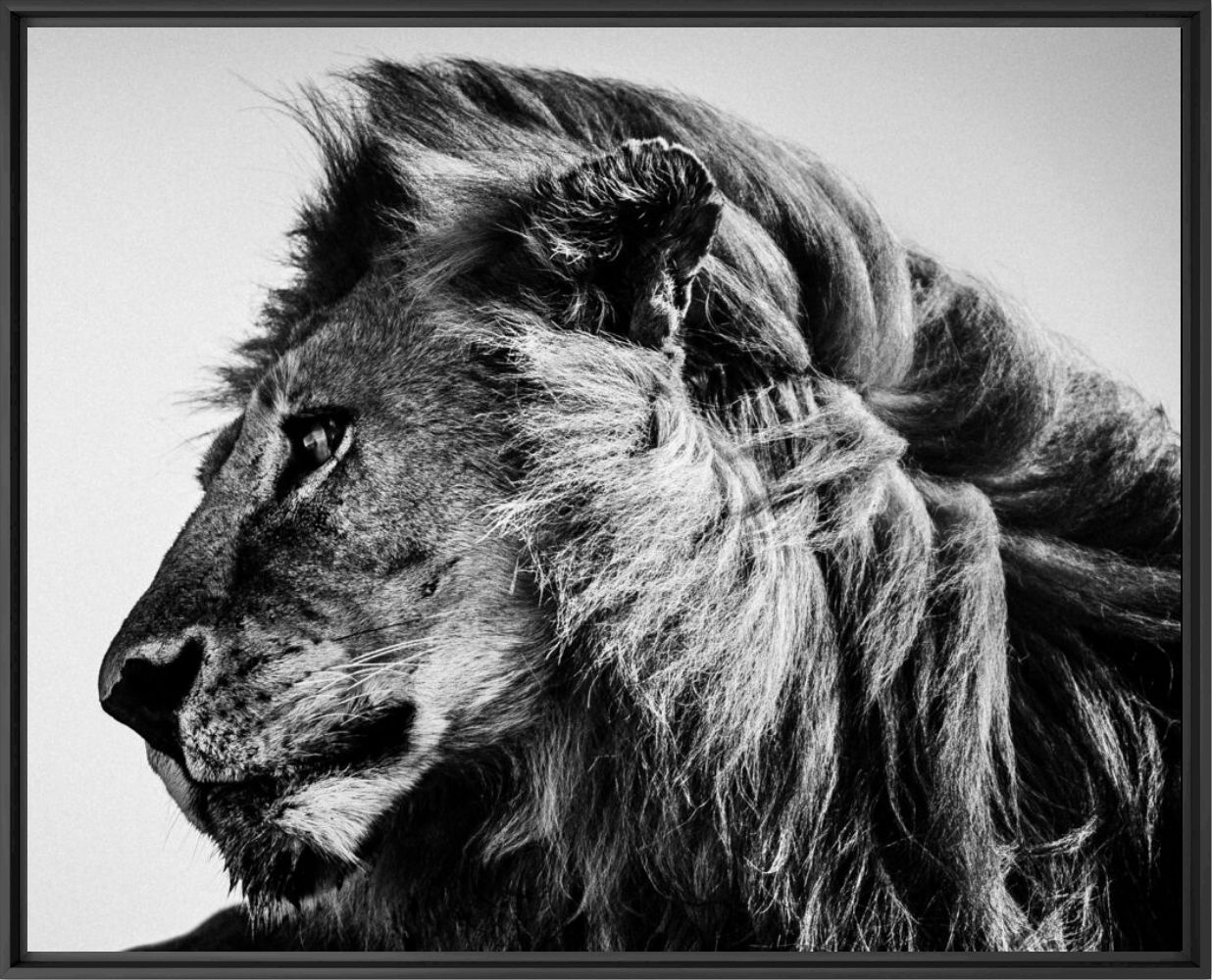 WILD LION PROFILE - LAURENT BAHEUX - Photographie