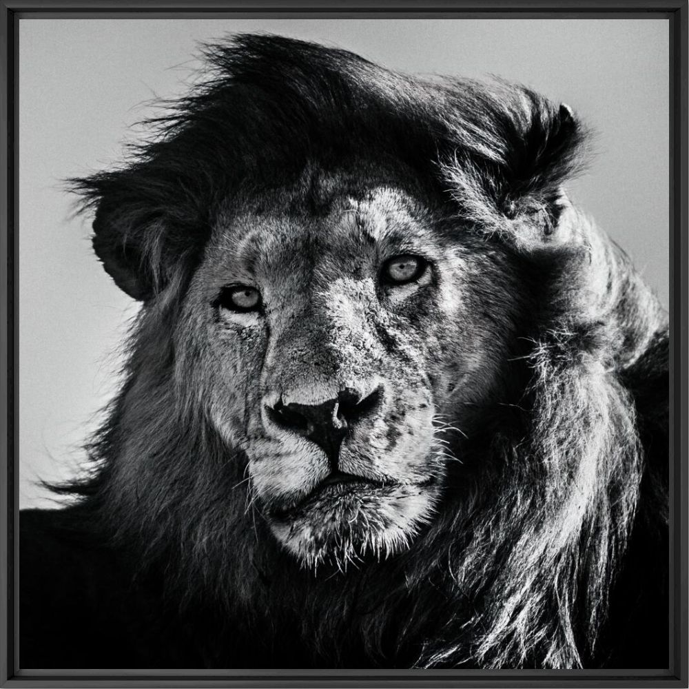 Wild star 4 - LAURENT BAHEUX - Photographie