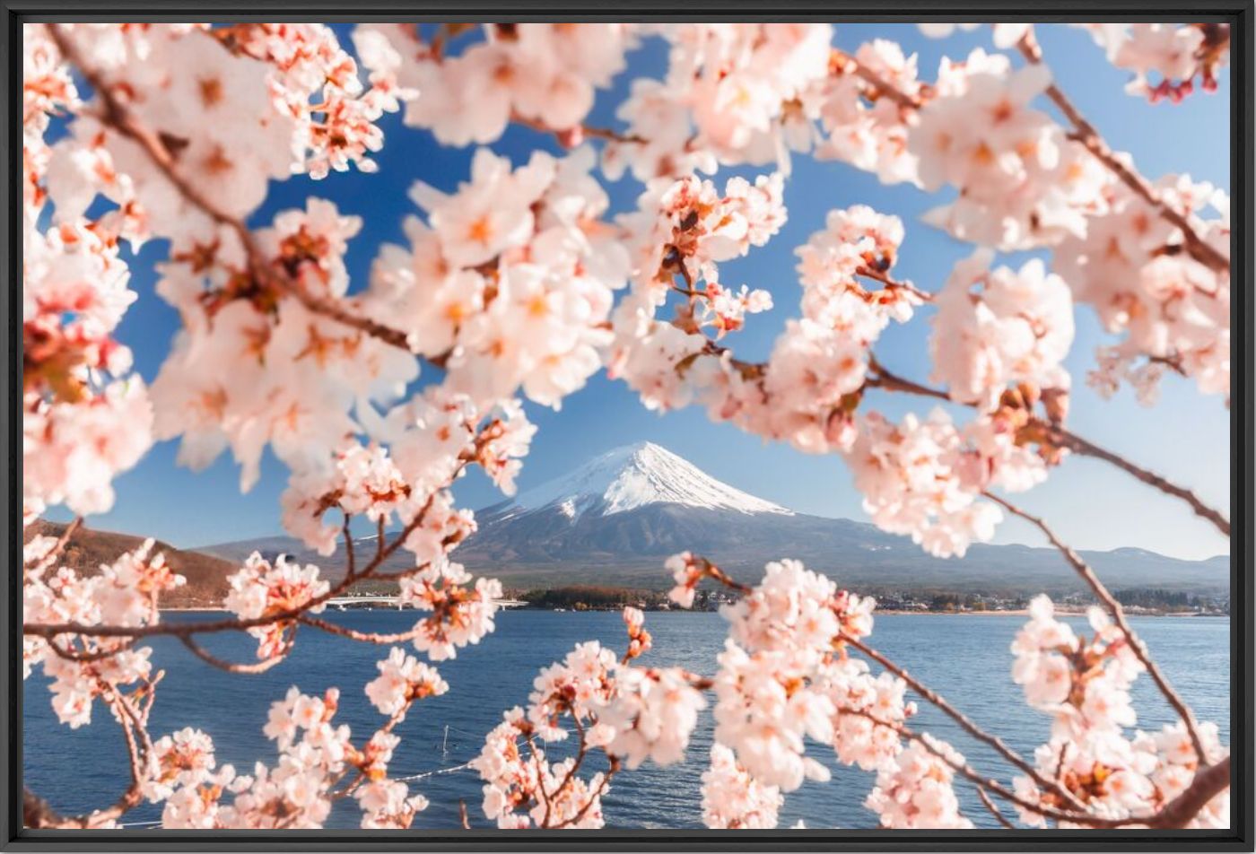Fotografia Sakura en fleur devant le Mont Fuji au printemps - Loic LAGARDE - Pittura di immagini
