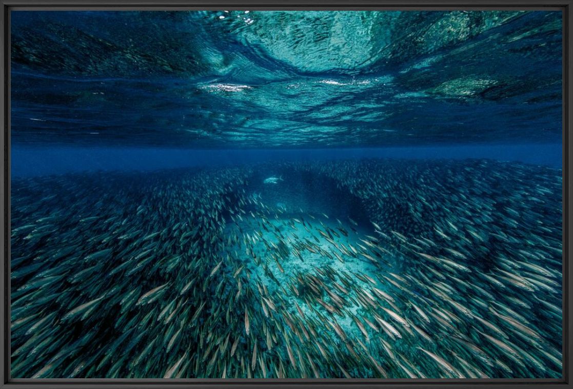 The Jack fish and the bait ball - LORENZO MITTIGA - Photographie