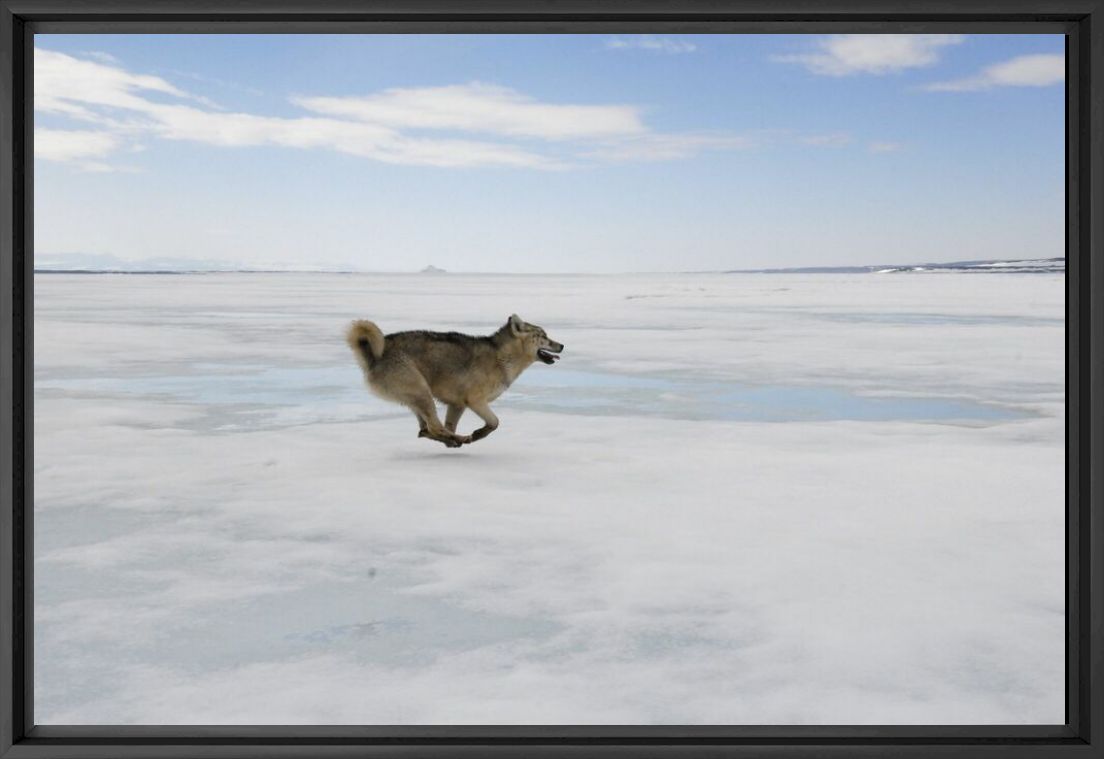 La chasse - Groenland - LUC HARDY - Fotograf&iacute;a