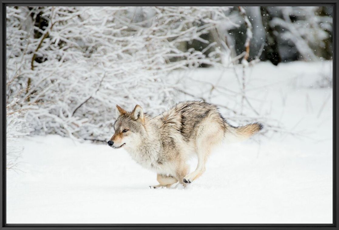La course du loup dans la neige - LUDOVIC SIGAUD - Photographie