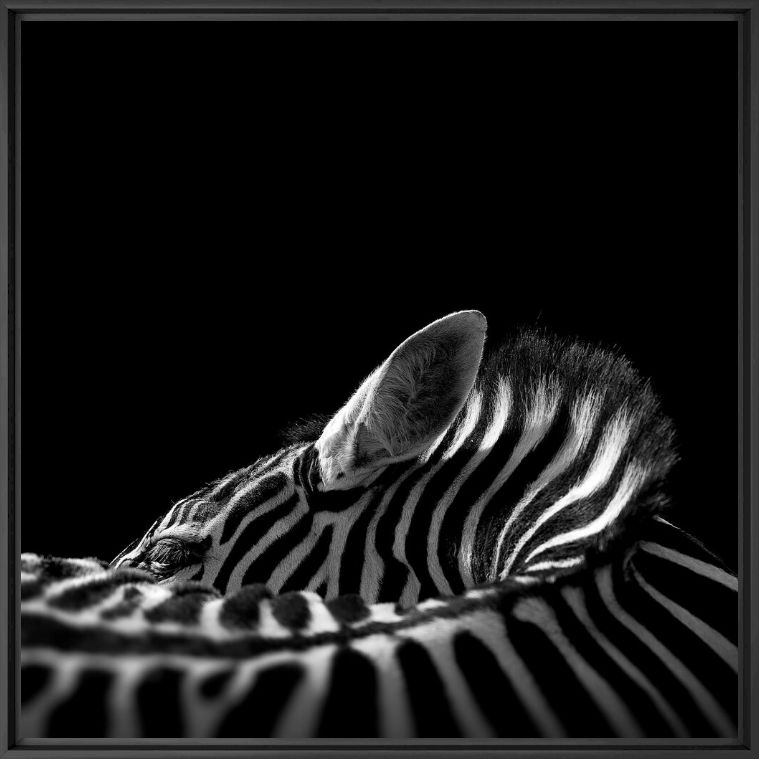 The Chapman's Zebra - LUKAS HOLAS - Fotograf&iacute;a