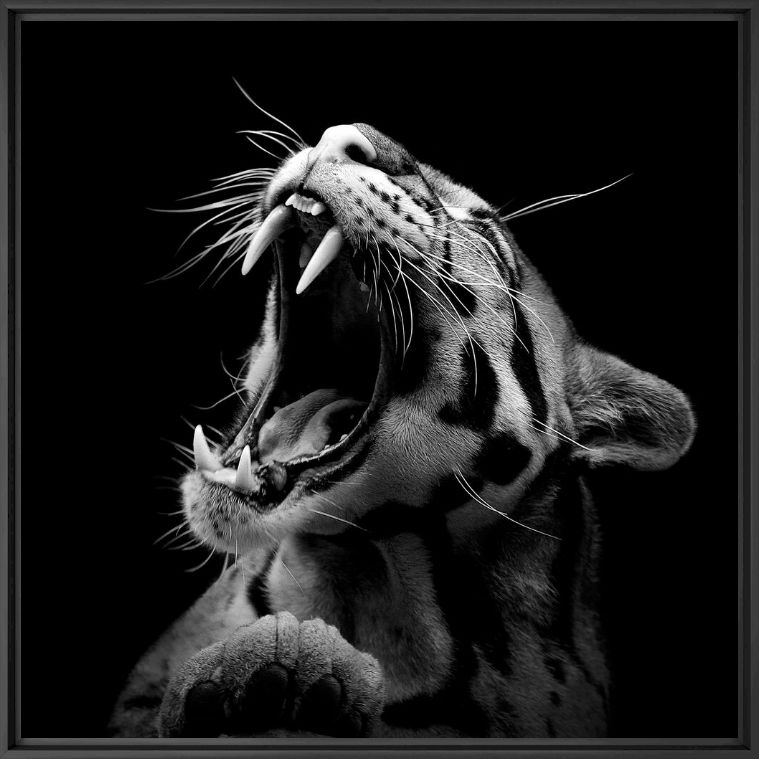 The Clouded Leopard - LUKAS HOLAS - Fotograf&iacute;a