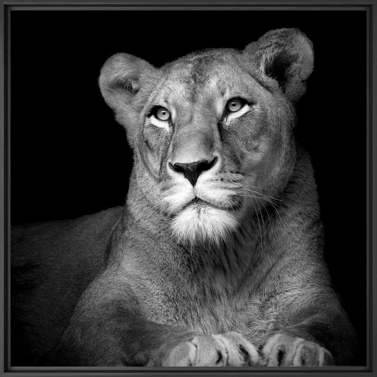 The Lioness - LUKAS HOLAS - Photograph