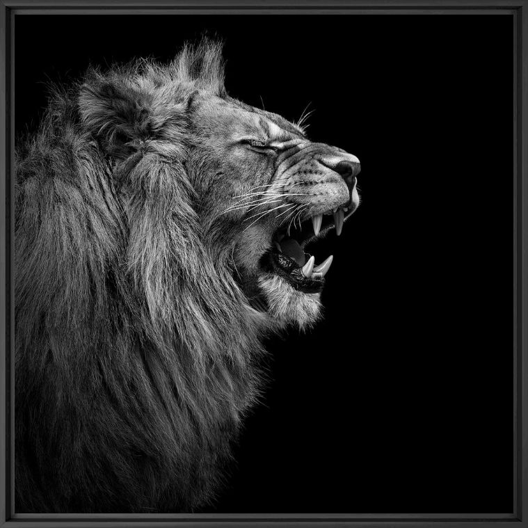 YOUNG LION I - LUKAS HOLAS - Photographie