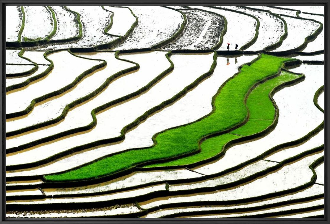 GREEN STEPS - LY HOANG  LONG - Photographie