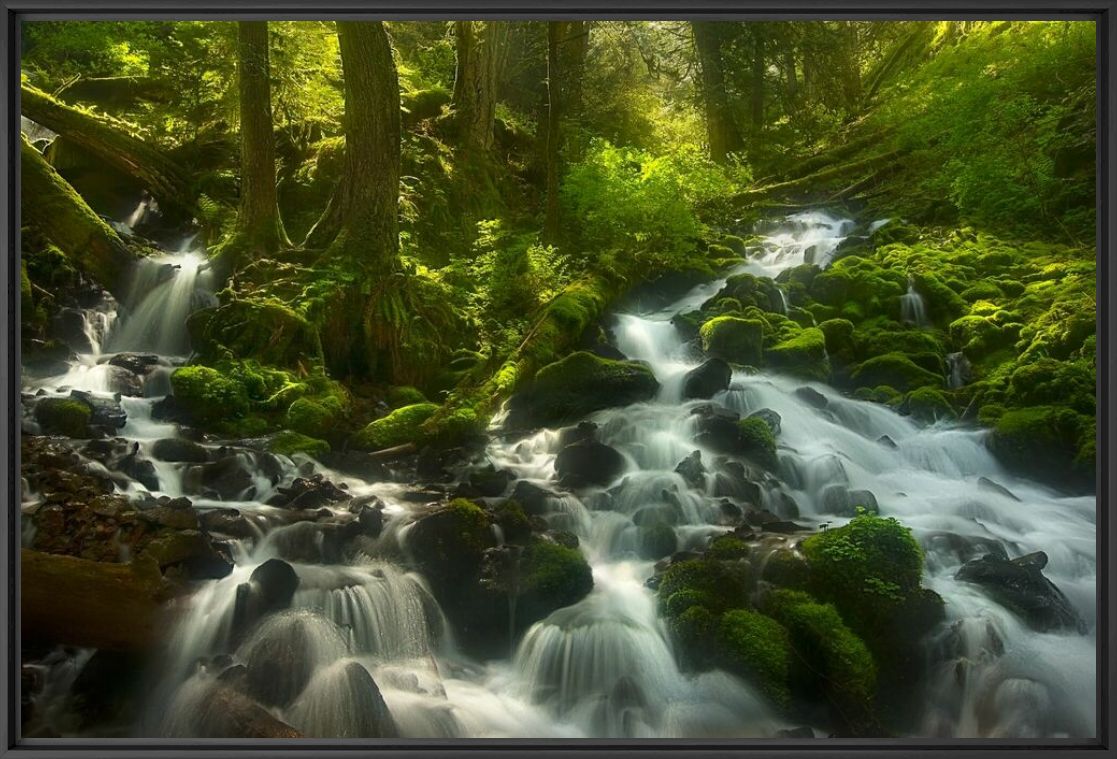 Enchanted Forest Columbia Gorge Oregon - MARC ADAMUS - Fotografia