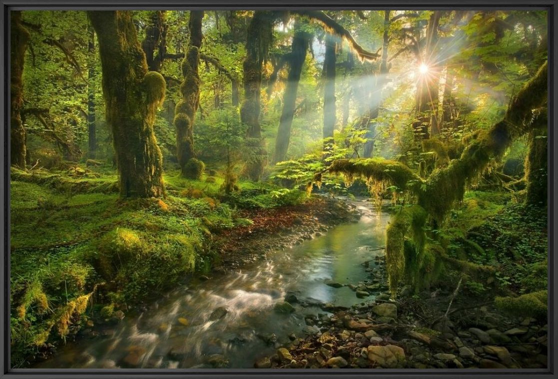 Spirit Garden Queets Rainforest Washington - MARC ADAMUS - Fotografie