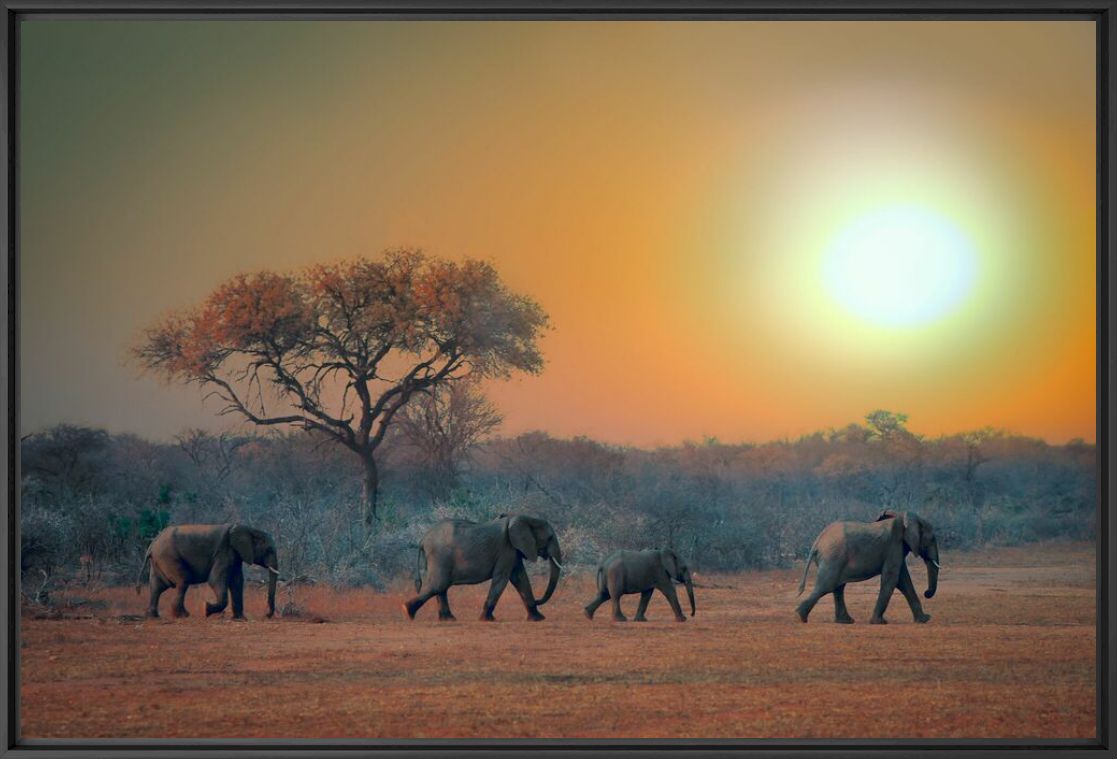 The Rising Sun - MARIE FRANKEL - Fotograf&iacute;a