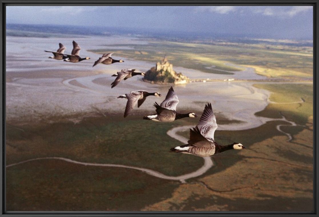 Le Mont Saint-Michel - Le peuple migrateur - MATHIEU SIMONET - Photographie