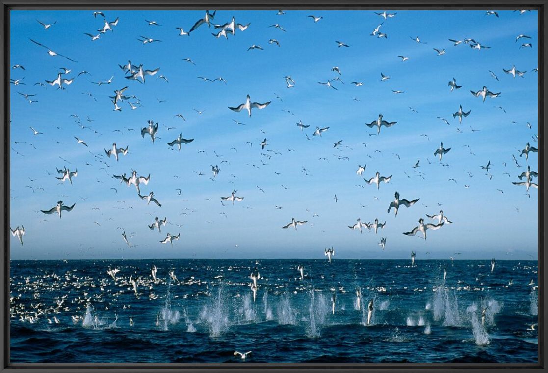 Sardine Run - MATHIEU SIMONET - Fotografie