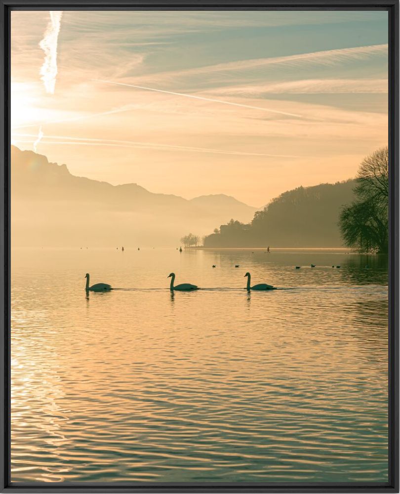 Les cygnes du lac d'Annecy - Maxime BORREDA - Photographie