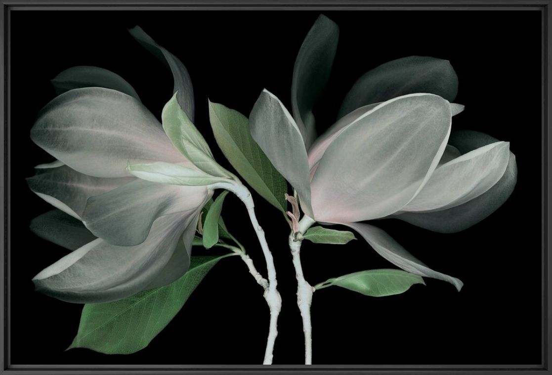 FLEUR DE MAGNOLIA - MICHEL GANTNER - Fotografia