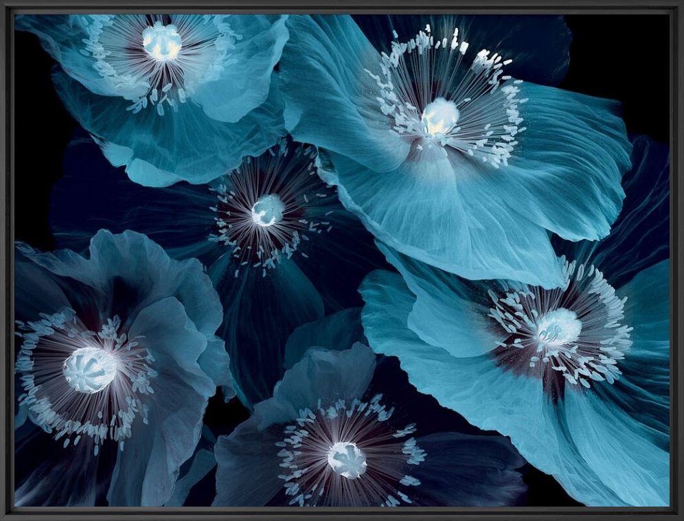 Fleurs De Pavot - MICHEL GANTNER - Fotografie