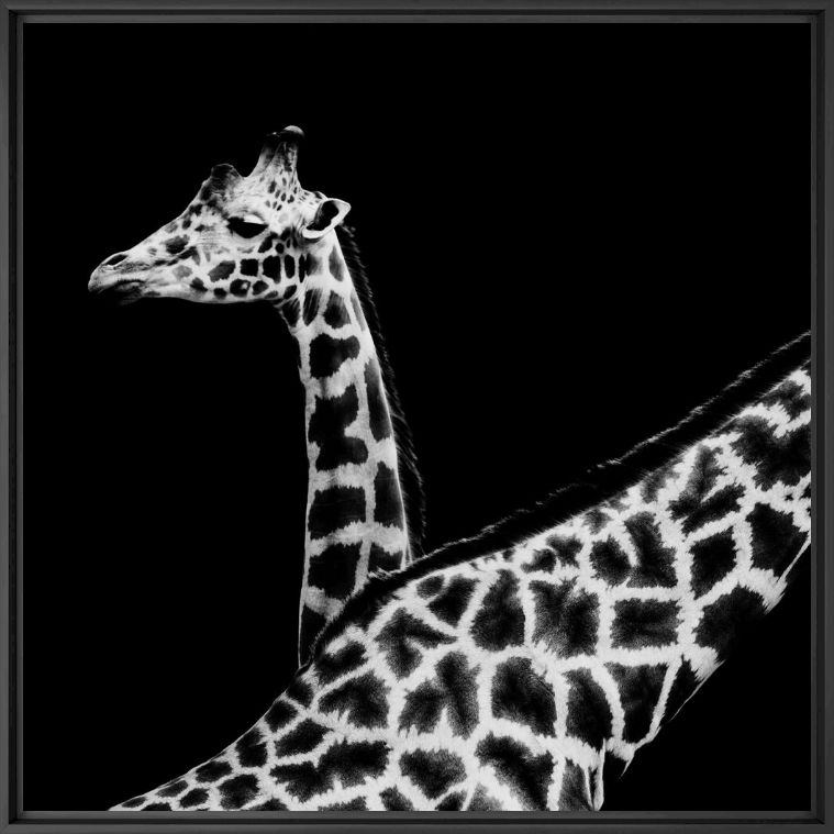 In Love - NICOLAS EVARISTE - Photographie