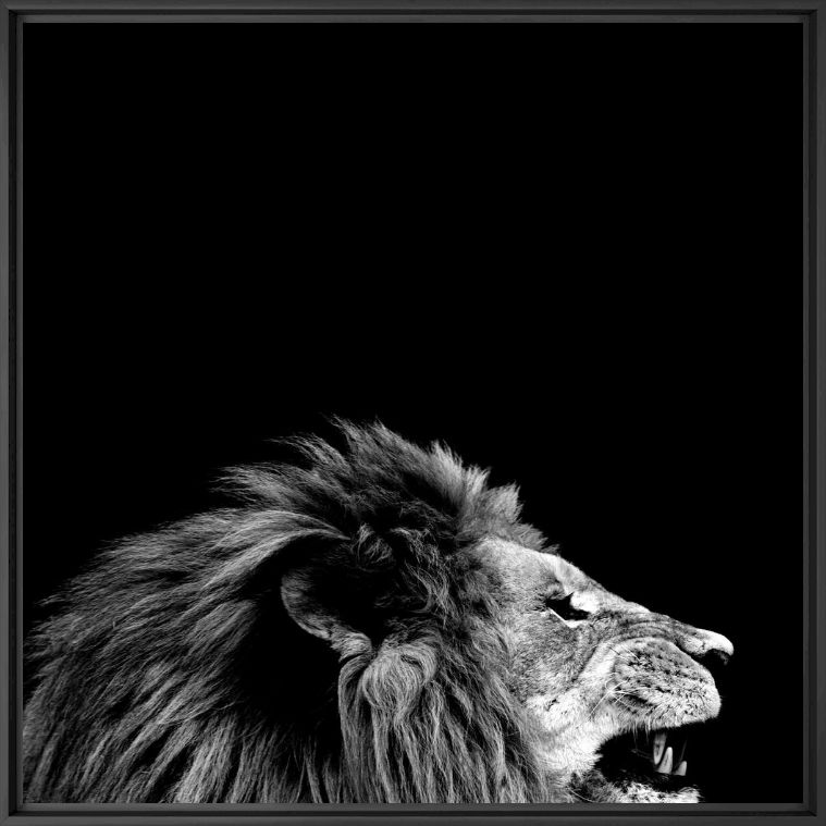 King - NICOLAS EVARISTE - Photographie