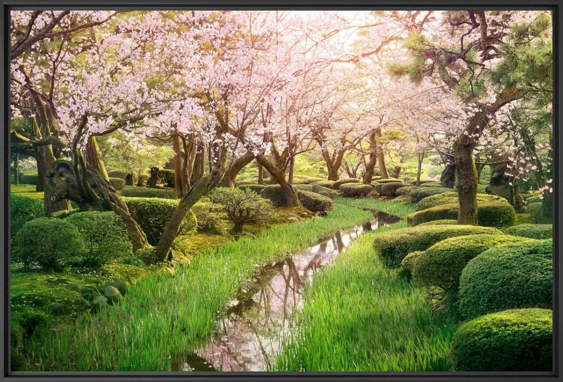 Sakura stream - NICOLAS JACQUET - Photographie
