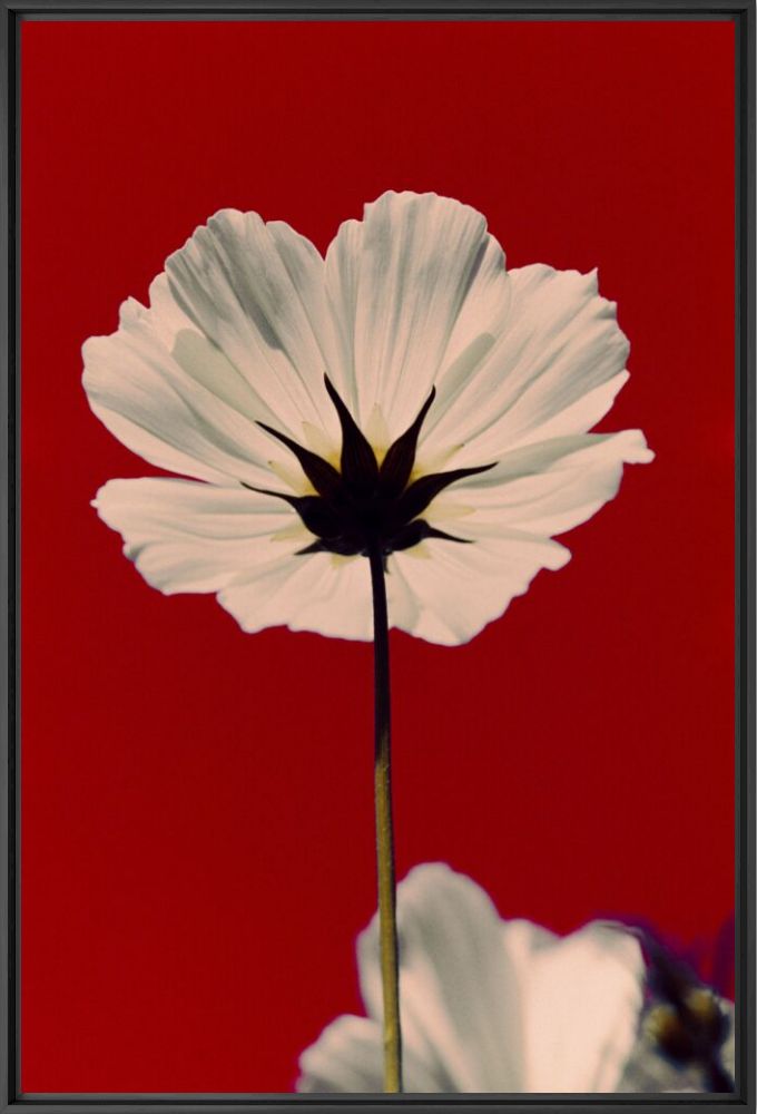 In the garden - Nicolas Leconte - Photographie