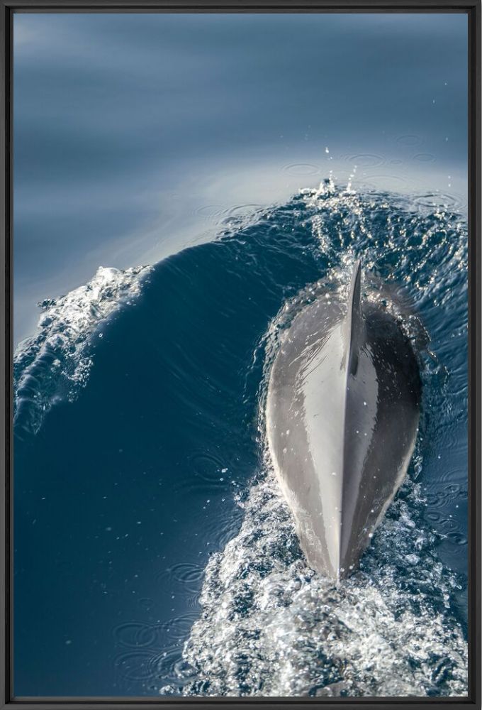 Dauphin bleu et blanc - Olivier ANRIGO - Photograph