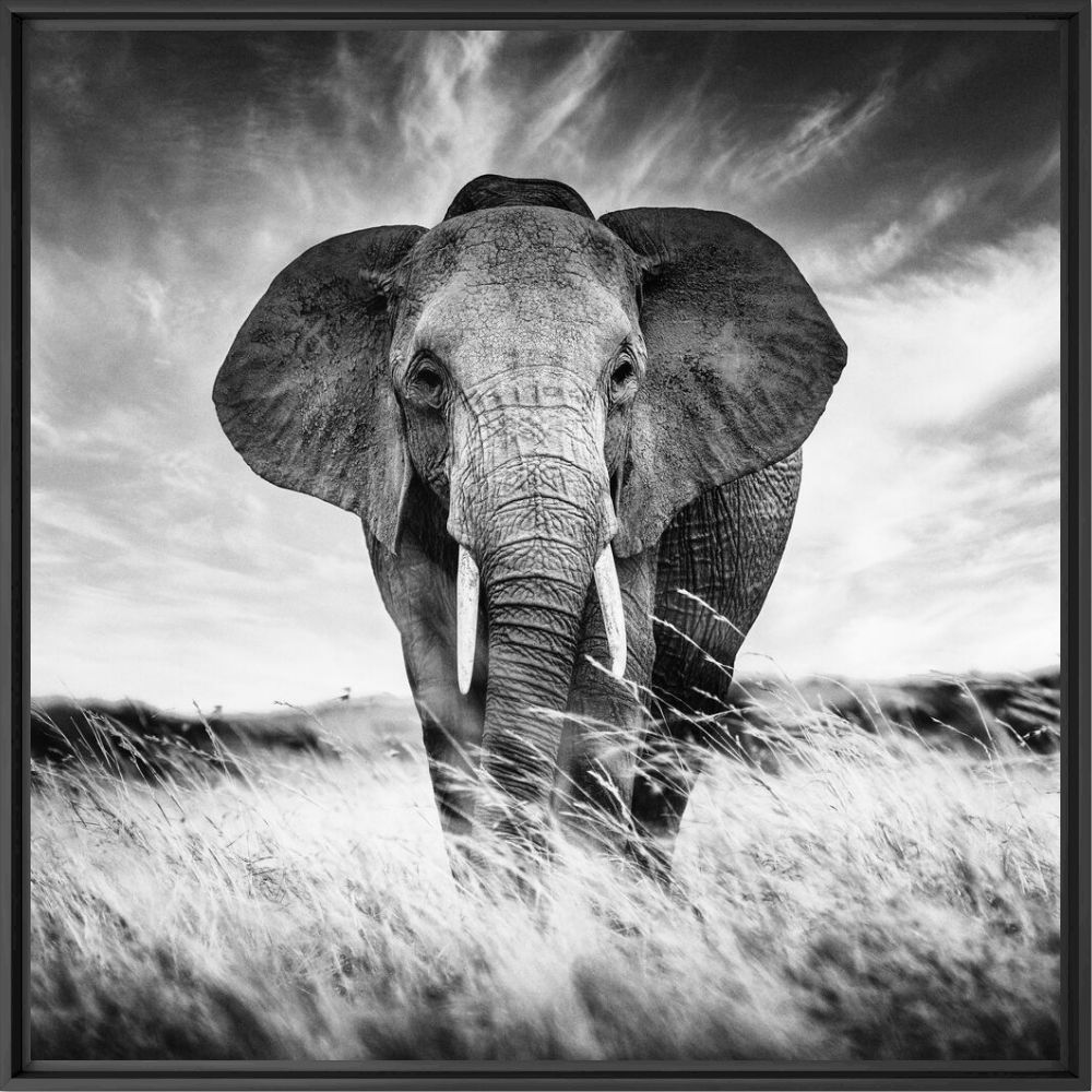 Meeting in the savannah - Olivier ANRIGO - Fotograf&iacute;a